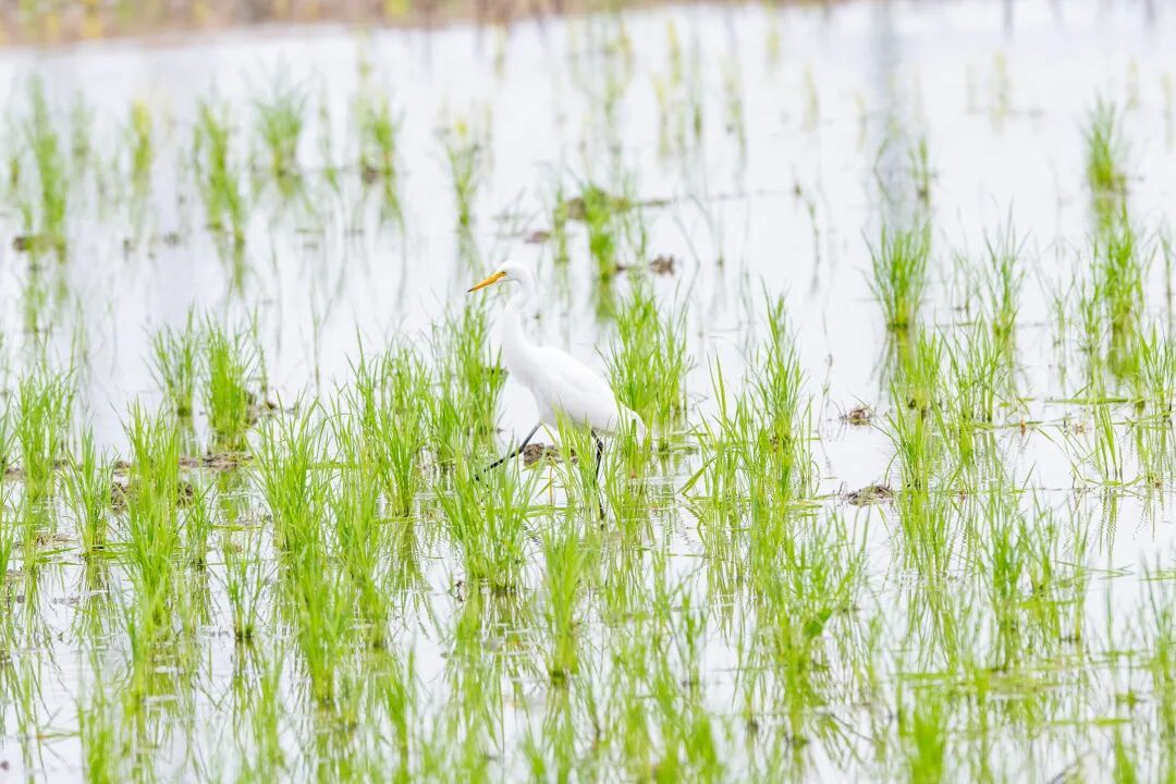 红角鸮、中白鹭、纯色啄花鸟……广州海珠湿地观鸟目录上新