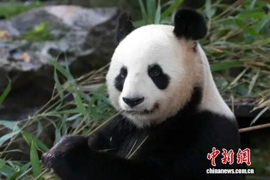 大熊猫“欢欢”“圆仔”回国