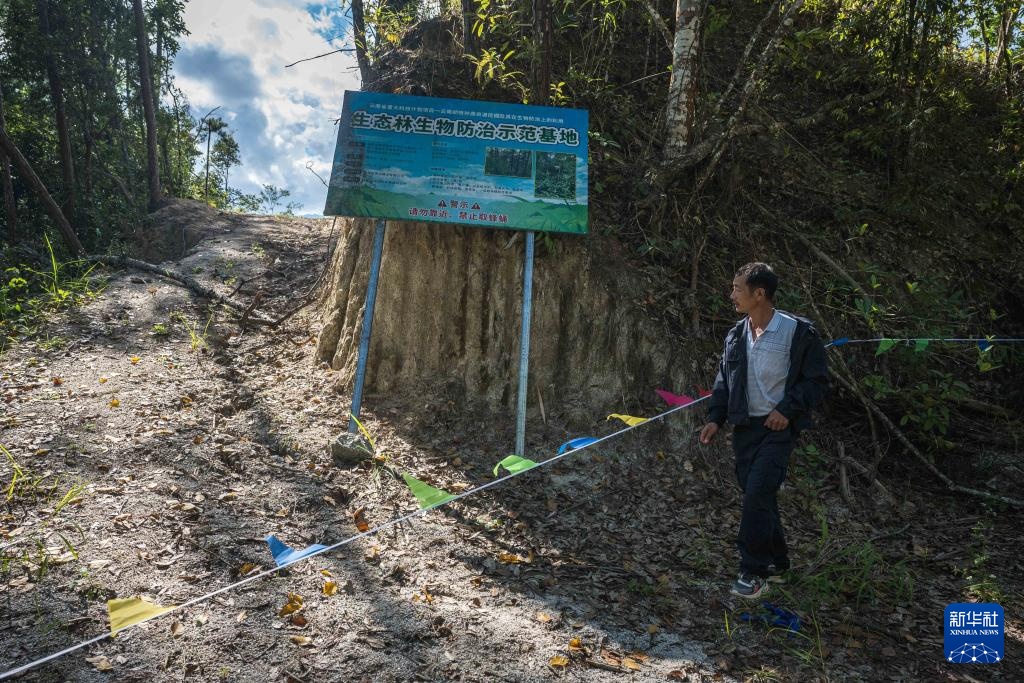 焦点丨“蜂拥而上”的虎头蜂产业，是商机还是骗局