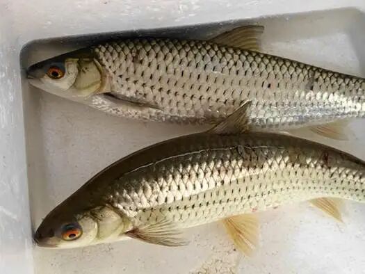 江苏多人因食用淡水生鱼片感染肝吸虫