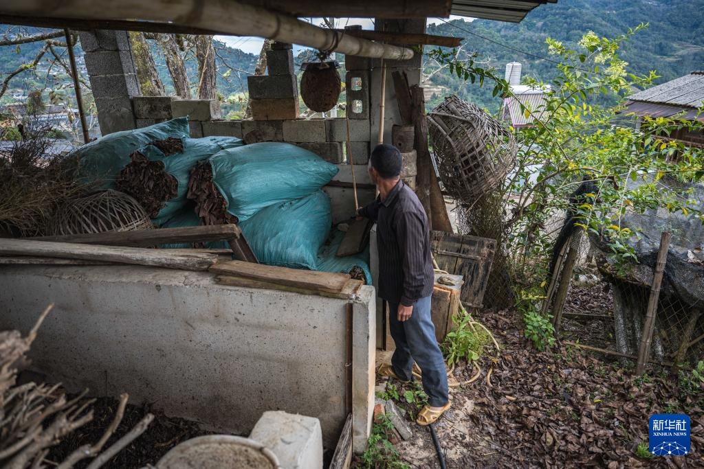 焦点丨“蜂拥而上”的虎头蜂产业，是商机还是骗局