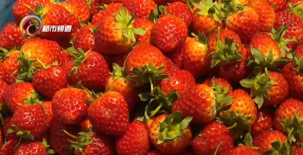 受天气影响，昆明草莓价格微涨！大量上市还要等一等