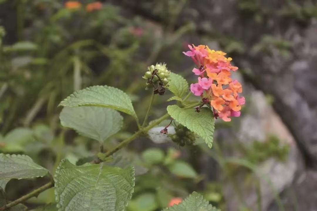 警惕!“五色花”马缨丹“入侵” 城管部门呼吁全民参与防治 警惕!“五色花”马缨丹“入侵” 城管部门呼吁全民参与防治