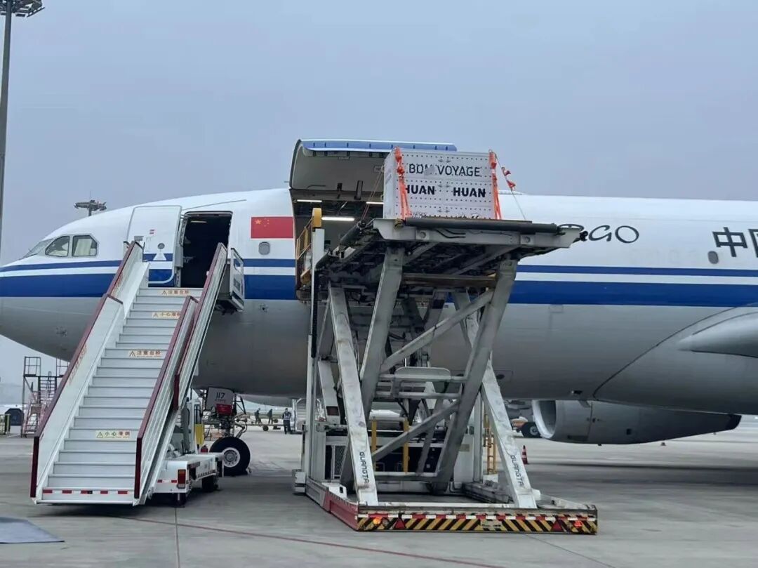 旅法大熊猫“欢欢”“圆仔”平安回国,其双胞胎幼崽将继续留法 旅法大熊猫“欢欢”“圆仔”平安回国,其双胞胎幼崽将继续留法