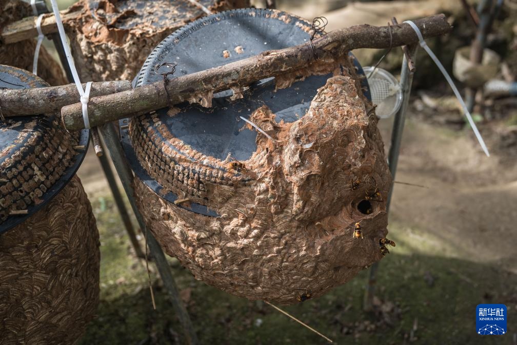 焦点丨“蜂拥而上”的虎头蜂产业，是商机还是骗局