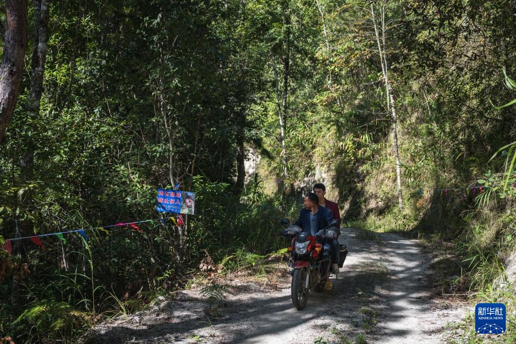 焦点丨“蜂拥而上”的虎头蜂产业，是商机还是骗局