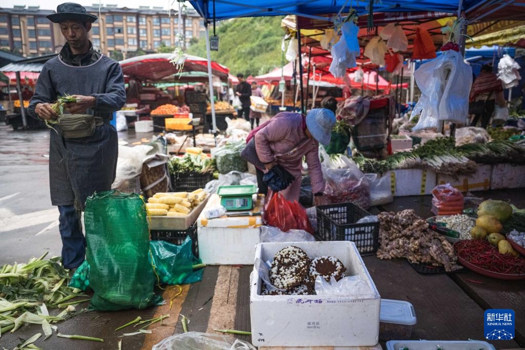 焦点丨“蜂拥而上”的虎头蜂产业，是商机还是骗局