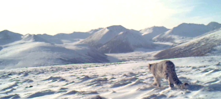 数据十分亮眼！青海大通雪豹种群调查最新消息