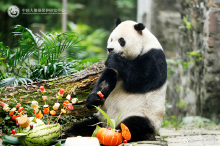 33岁大熊猫“高高”去世,野外救助后曾3次放归大自然 33岁大熊猫“高高”去世,野外救助后曾3次放归大自然