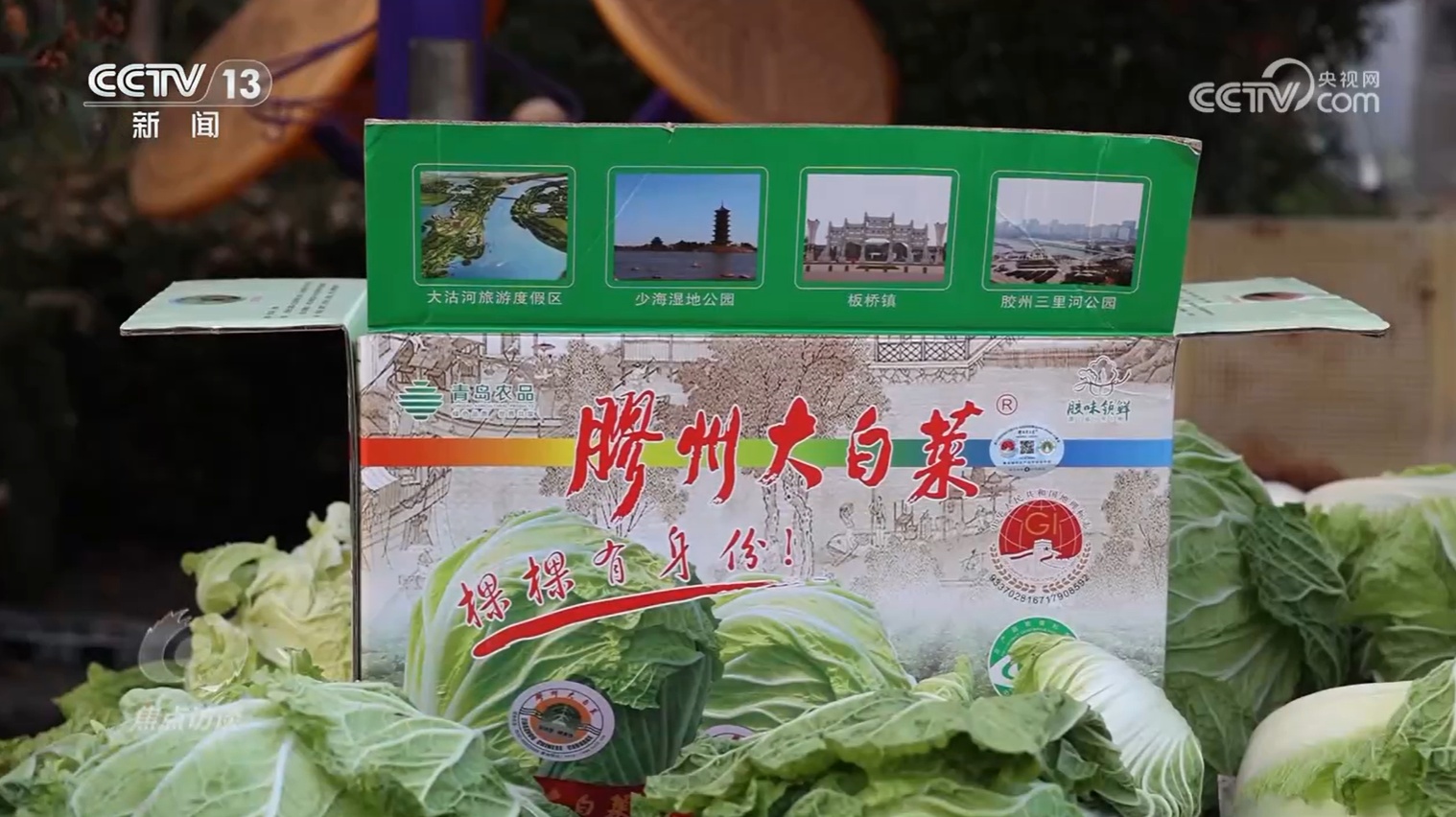 焦点访谈 | 从“胶州大白菜”看地理标志保护,这些坑千万别踩! 焦点访谈 | 从“胶州大白菜”看地理标志保护,这些坑千万别踩!