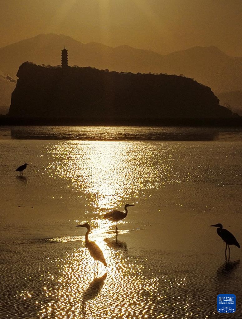 鄱湖如画 候鸟翔集 鄱湖如画 候鸟翔集