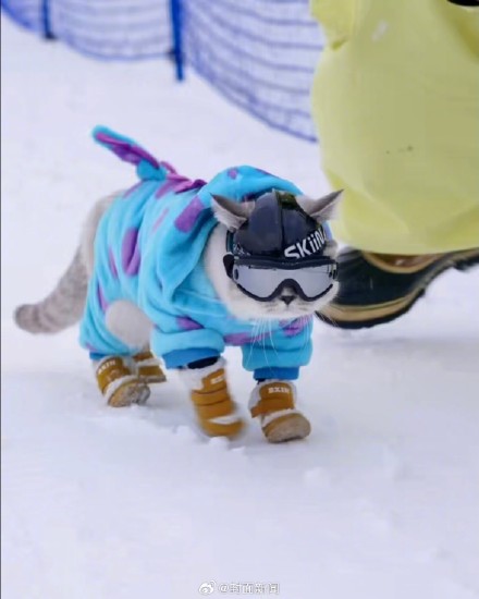 女子回应带猫滑雪被指虐猫:花数千元买装备,是社会化训练 女子回应带猫滑雪被指虐猫:花数千元买装备,是社会化训练