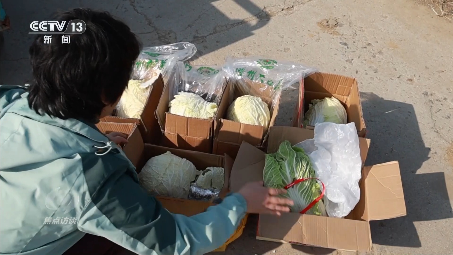 焦点访谈 | 从“胶州大白菜”看地理标志保护,这些坑千万别踩! 焦点访谈 | 从“胶州大白菜”看地理标志保护,这些坑千万别踩!