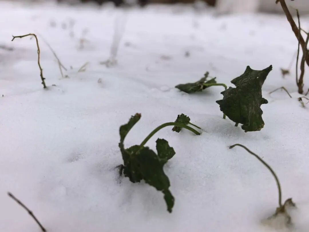辽宁哪儿的雪最大？双预警继续！明早嘎嘎冷！