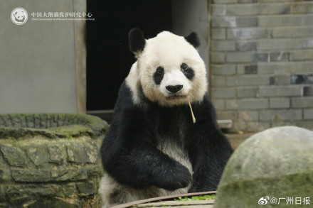 33岁大熊猫“高高”去世,野外救助后曾3次放归大自然 33岁大熊猫“高高”去世,野外救助后曾3次放归大自然