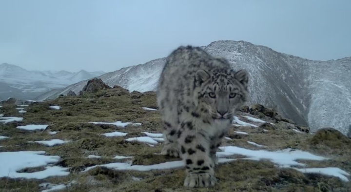 数据十分亮眼！青海大通雪豹种群调查最新消息