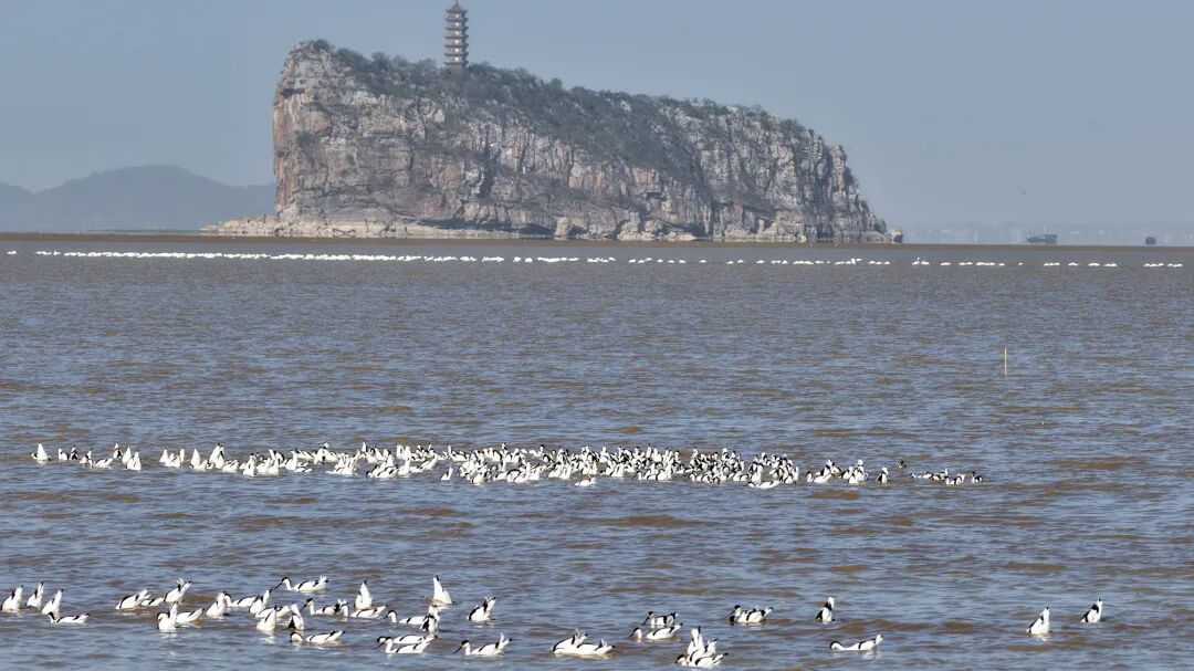 镜头直击！鄱阳湖迎来候鸟迁徙高峰