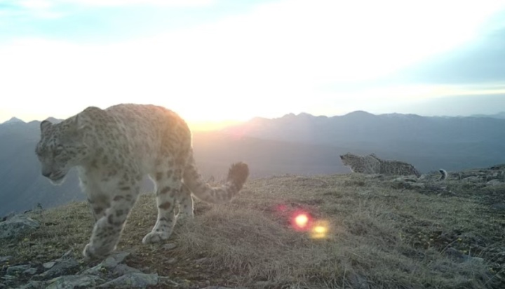 数据十分亮眼！青海大通雪豹种群调查最新消息