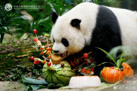 33岁大熊猫“高高”去世,野外救助后曾3次放归大自然 33岁大熊猫“高高”去世,野外救助后曾3次放归大自然