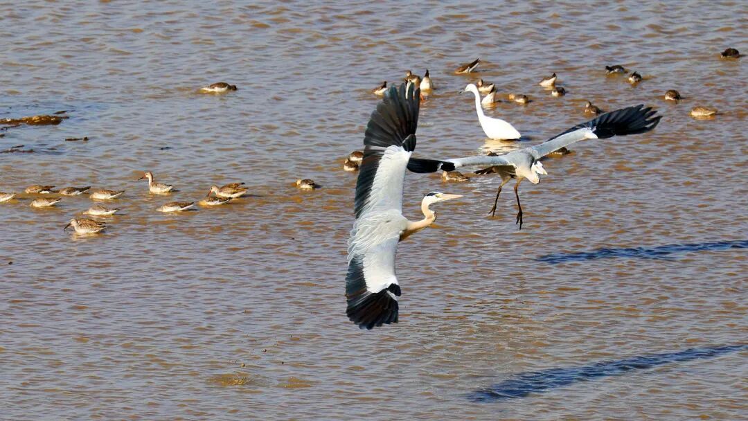 镜头直击！鄱阳湖迎来候鸟迁徙高峰