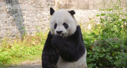 33岁大熊猫高高离世 33岁大熊猫高高离世