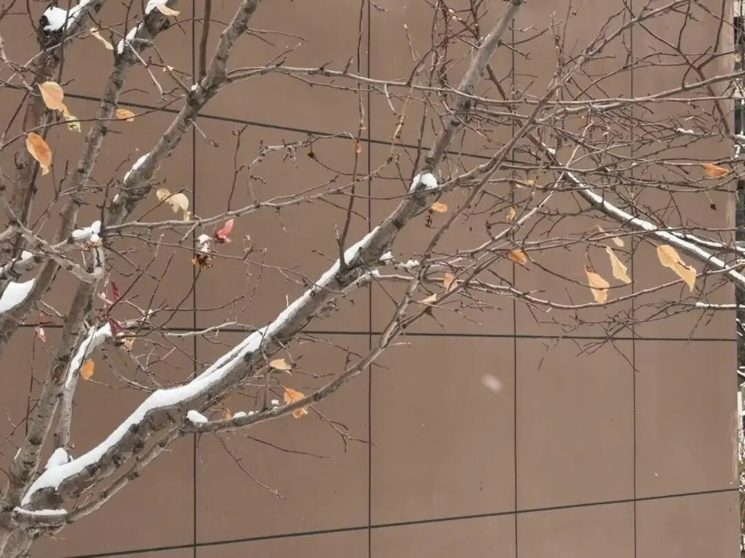 辽宁哪儿的雪最大？双预警继续！明早嘎嘎冷！