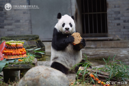 33岁大熊猫“高高”去世,野外救助后曾3次放归大自然 33岁大熊猫“高高”去世,野外救助后曾3次放归大自然