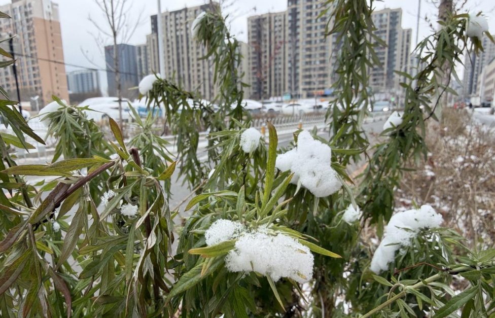 辽宁哪儿的雪最大？双预警继续！明早嘎嘎冷！