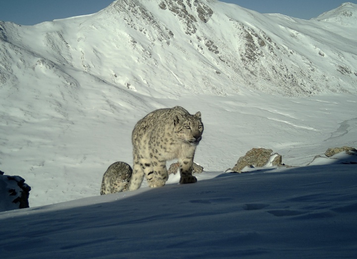 数据十分亮眼！青海大通雪豹种群调查最新消息