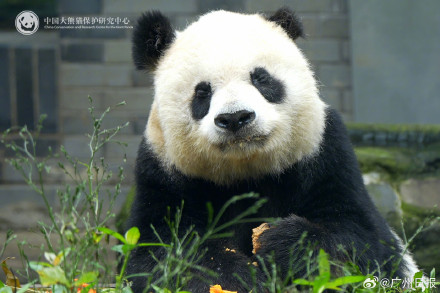 33岁大熊猫“高高”去世,野外救助后曾3次放归大自然 33岁大熊猫“高高”去世,野外救助后曾3次放归大自然