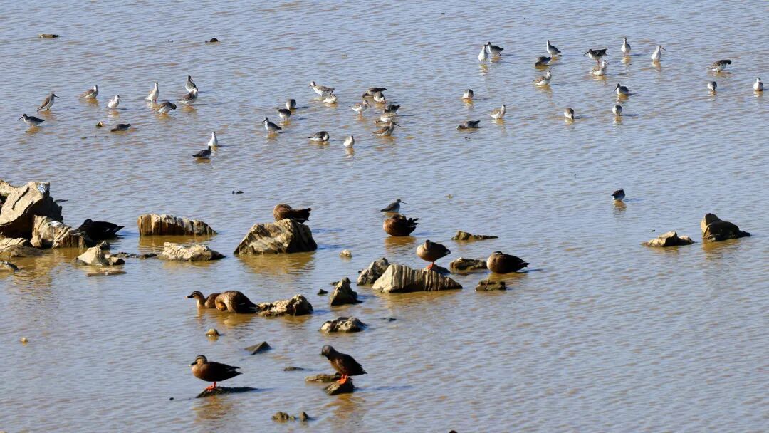镜头直击！鄱阳湖迎来候鸟迁徙高峰