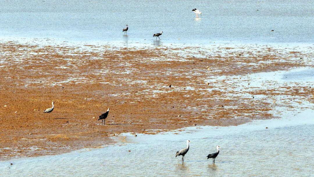 镜头直击！鄱阳湖迎来候鸟迁徙高峰
