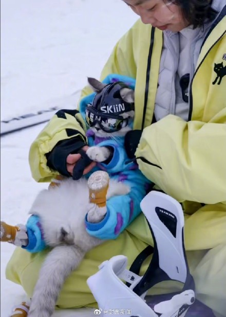 女子回应带猫滑雪被指虐猫:花数千元买装备,是社会化训练 女子回应带猫滑雪被指虐猫:花数千元买装备,是社会化训练