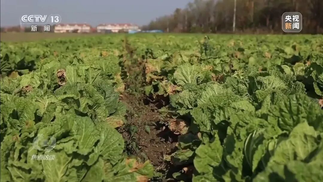 “155元一棵白菜对比9毛一斤白菜”！央视起底套牌菜→