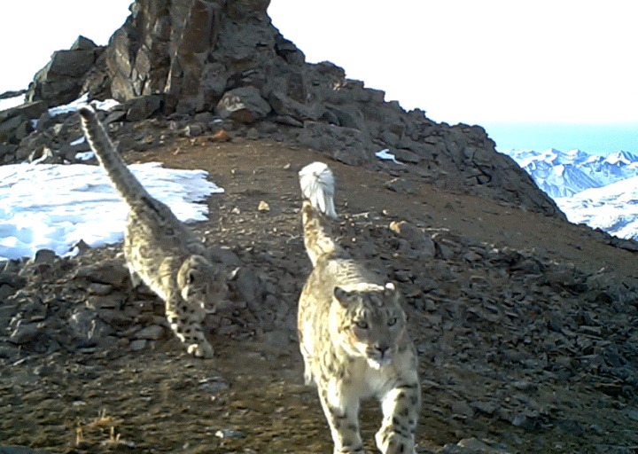 数据十分亮眼！青海大通雪豹种群调查最新消息