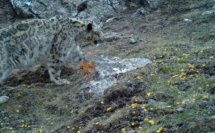 数据十分亮眼！青海大通雪豹种群调查最新消息
