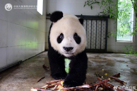 33岁大熊猫“高高”去世,野外救助后曾3次放归大自然 33岁大熊猫“高高”去世,野外救助后曾3次放归大自然