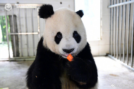 33岁大熊猫“高高”去世,野外救助后曾3次放归大自然 33岁大熊猫“高高”去世,野外救助后曾3次放归大自然