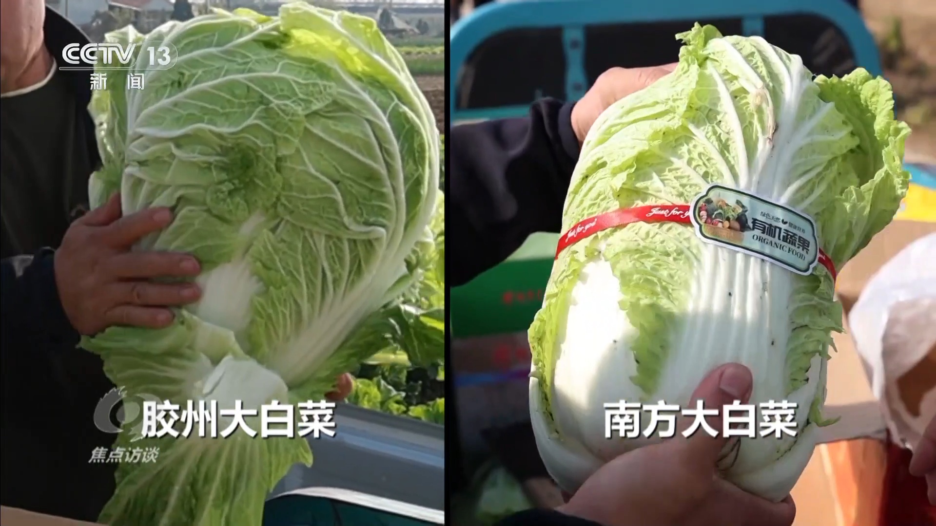 焦点访谈 | 从“胶州大白菜”看地理标志保护,这些坑千万别踩! 焦点访谈 | 从“胶州大白菜”看地理标志保护,这些坑千万别踩!