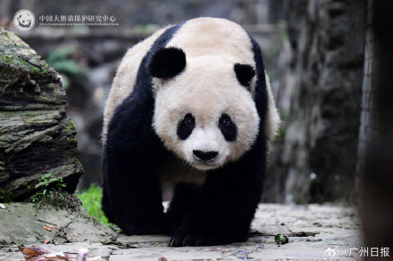 33岁大熊猫“高高”去世,野外救助后曾3次放归大自然 33岁大熊猫“高高”去世,野外救助后曾3次放归大自然