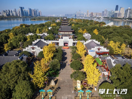 橘子洲银杏林迎来最佳观赏期