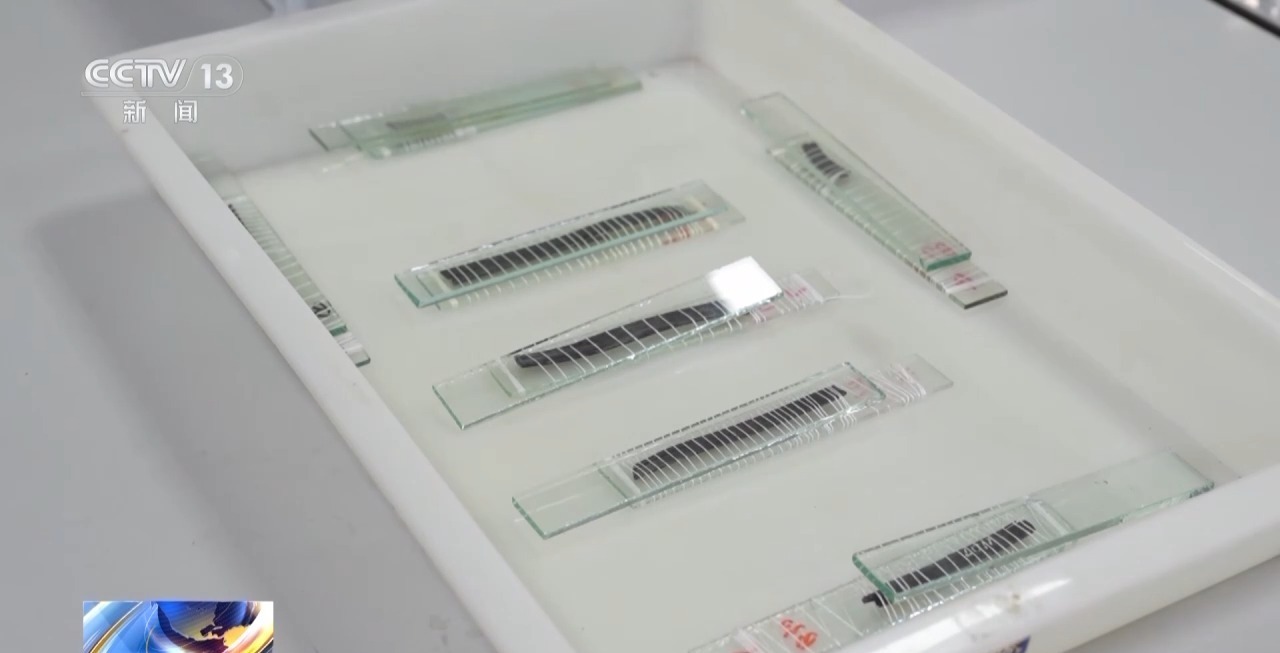 我国已发现30余万枚简牍 千年典籍正被“唤醒”