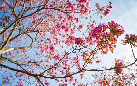 美！紫花风铃木绽放自带浪漫滤镜