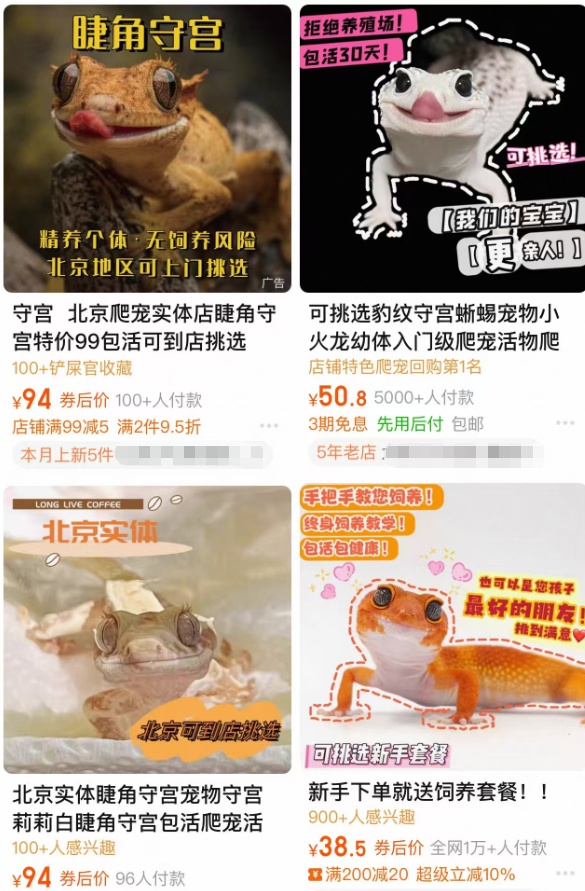 蜥蜴、狐獴、蜘蛛......异宠热潮背后的风险你知道吗?