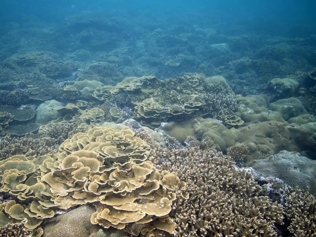 警报拉响！地球触发首个“气候临界点”