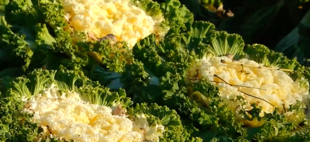 景山公园上线“新皮肤”,市民走近一看:这菜我吃过—— 景山公园上线“新皮肤”,市民走近一看:这菜我吃过——