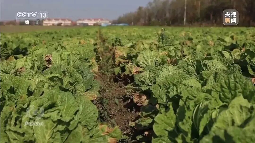 从9毛一斤到155元一颗，起底“套牌白菜”身价暴涨的秘密→