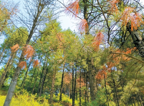 松材线虫病的危害有多大？如何有效“对症下药”？专家解读