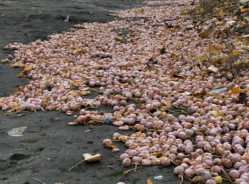 “臭宝”来啦！北京街边这类不是果，生吃多吃都有毒