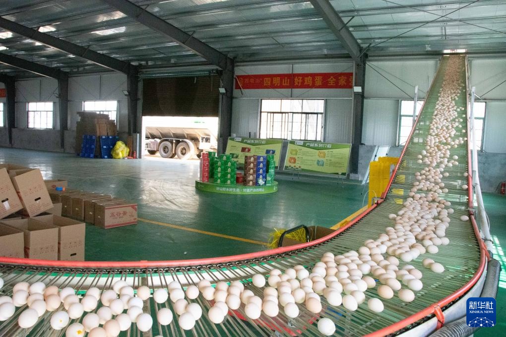 湖南冷水滩：科技赋能蛋鸡产业发展